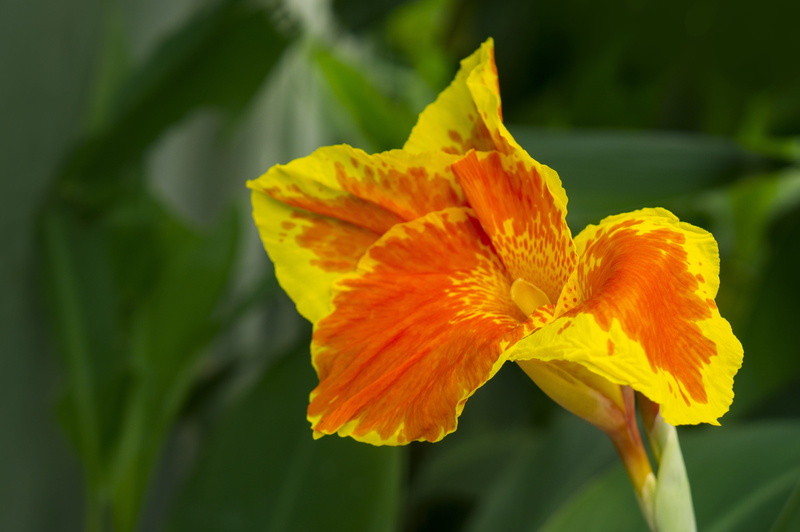 flowering plant, flower, inflorescence, orange color, plant, freshness, fragility, vulnerability, pollen, iris - plant, nature, petal, yellow, growth, springtime