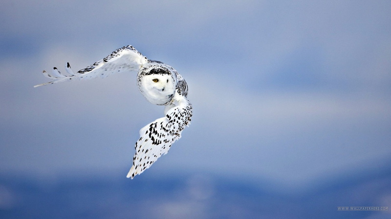1080P, Fly, owl, birds