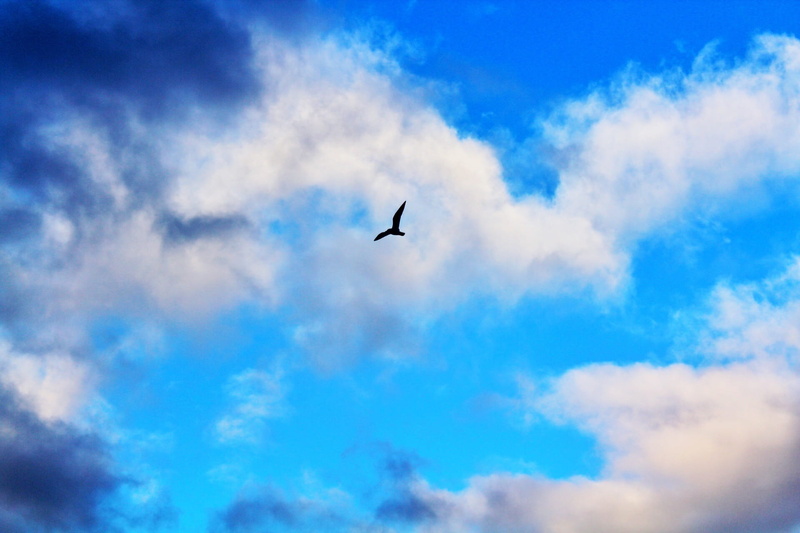 cloudscape, day, cloud - Sky, beauty in nature, silhouette, spread wings, Winged, animal Wing, wildlife, animal themes, animal, mid-air, Bird, 1080P, vertebrate
