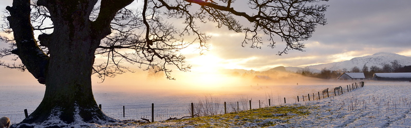 Snowy, Evening, Tree, Perthshire, Light, 4K, Field, Fence, UK