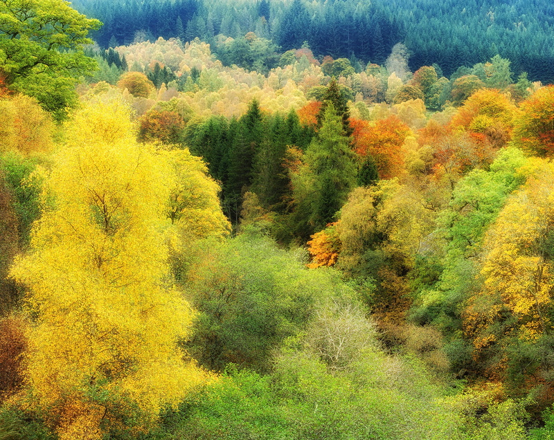 Travel, non-urban scene, green color, Fall, plant, Autumn, land, Wilderness, places, yellow, background, Scenery, 5K, Outdoor, day, growth, pine woodland