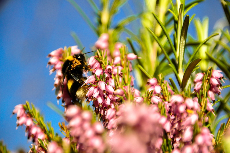 animals in the wild, scotland, bee, nature, animal themes, perthshire, one animal, sprine, bug, flowery, plant, pollen, pollination, herbs, no people, animal wildlife