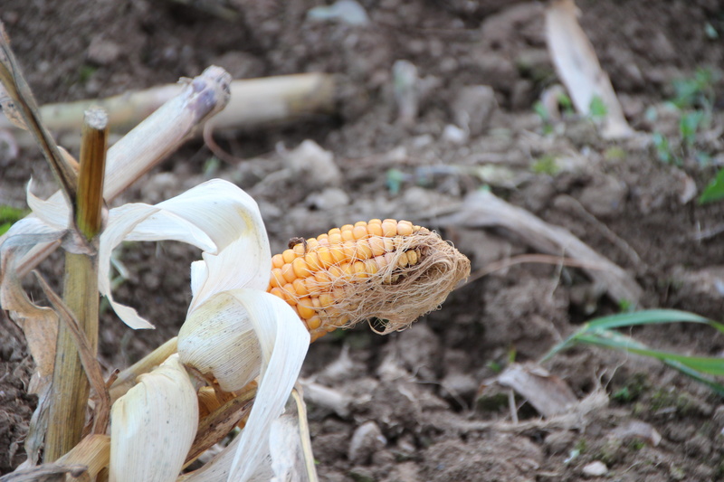 no people, nature, crop, day, sans serif, corn on the cob, dirt, freshness, focus on foreground, corn, vegetable, sweetcorn, close-up, gardening, harvested