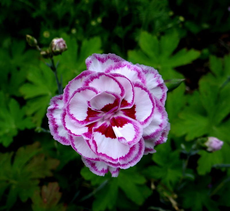 flower head, purple, petal, outdoors, dianthus, pink color, close-up, 4K, no people, flower, fragility, flowers, growth, carnation, grans favourite, plant