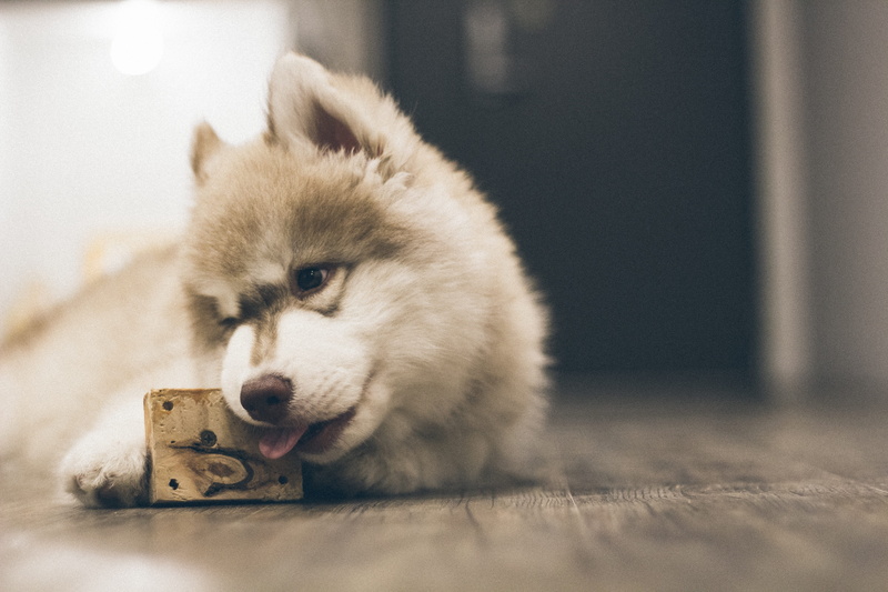 young animal, pets, animal hair, dog, domestic animals, animal, animal themes, focus on foreground, snow, social issues, lying down, 5K, domestic, mammal