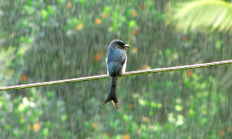 explore, matara, food, wildlife, bird  bird, rain, wet, nature, lanka, animal, shallow, photo, favourite, d5100, birds, wire, beautiful  image, 2K, art