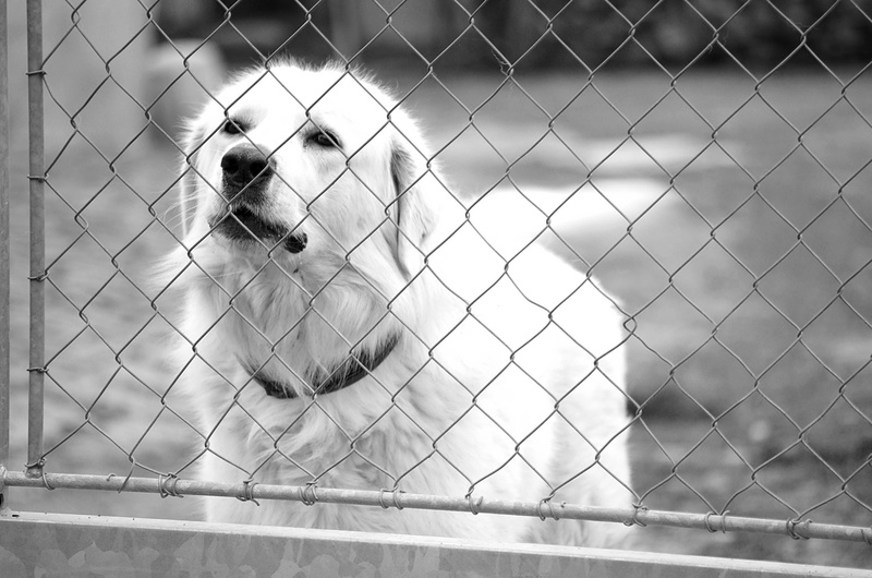 the sight of a dog, cute, clear, barrier, dog, focus on foreground, animal themes, outdoors, white dog, barking, white, babysitting, dog eyes, vertebrate
