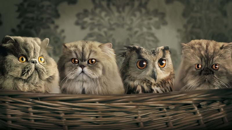 domestic, looking at camera, whisker, basket, cat, vertebrate, no people, persian cat, cat owl, group of animals, wicker, pets, animal head, domestic cat