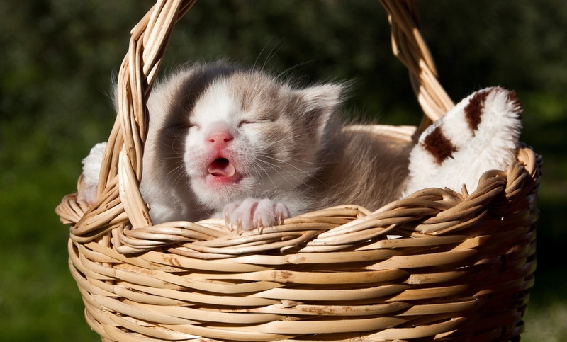 animal, wicker, animal body part, no people, domestic, animal themes, container, domestic cat, domestic animals, whisker, facial expression, making a face