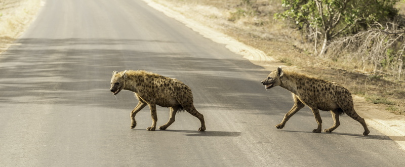 group of animals, nature, walking, 8K, vertebrate, no people, animal family, two animals, safari, animals in the wild, animal wildlife, cheetah, concrete