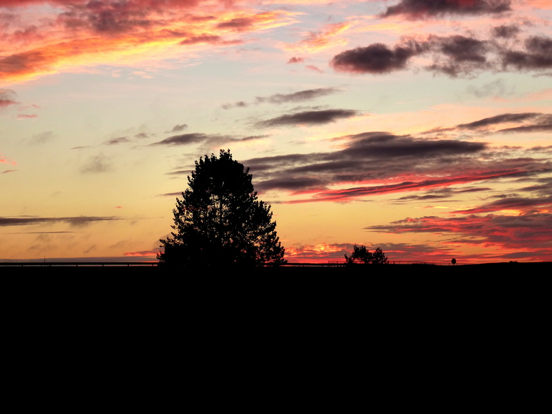 tree, orange color, dawn, nature, camino santiago, sunset, tranquil scene, sun, 4K, silhouette, summer, outdoors, travel, trees, way of st james, land