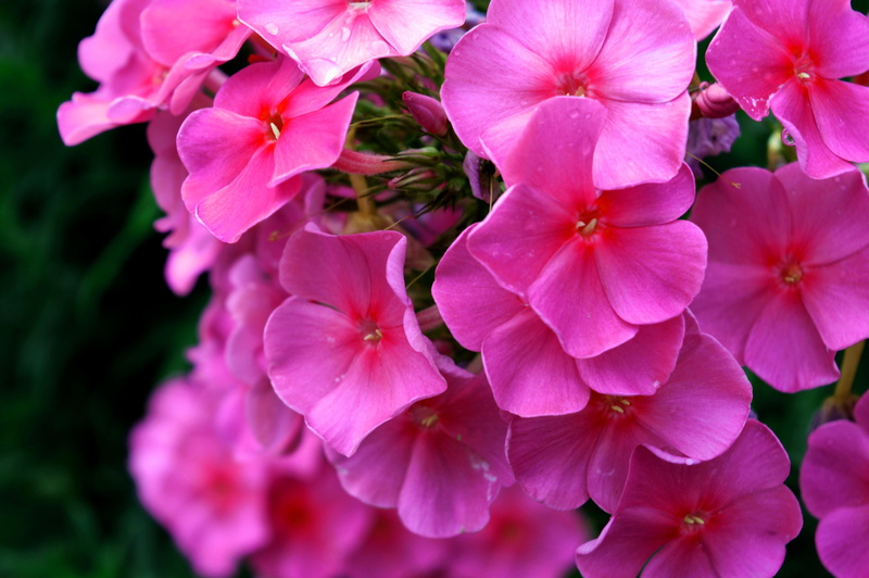 day, nature, flower, pink, inflorescence, 5K, springtime, petal, focus on foreground, garden, freshness, flower head, romance, botany, no people, purple