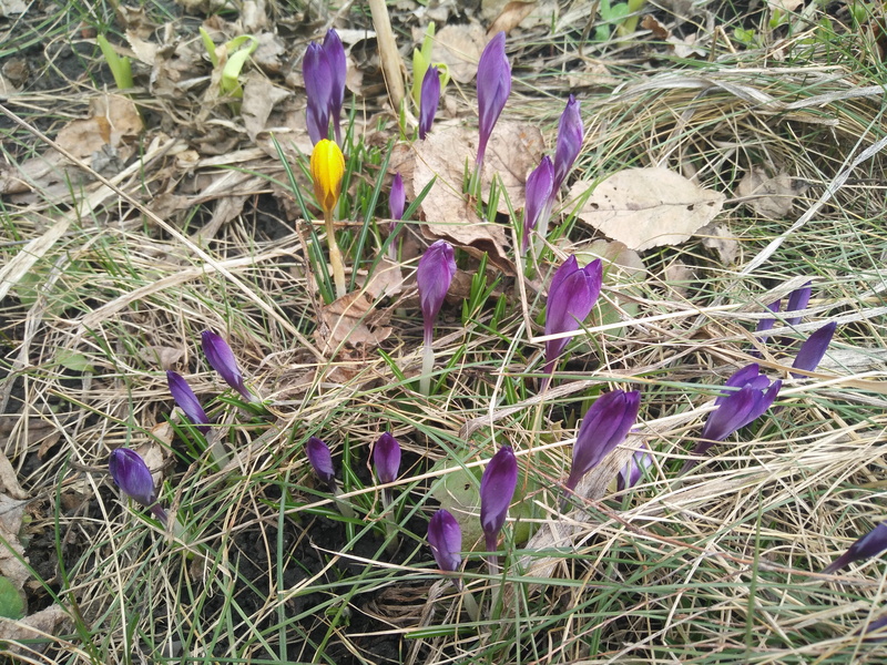 crocus, nature, flower head, inflorescence, land, high angle view, iris, petal, ukraine, freshness, fragility, day, plant, close-up, spring, no people