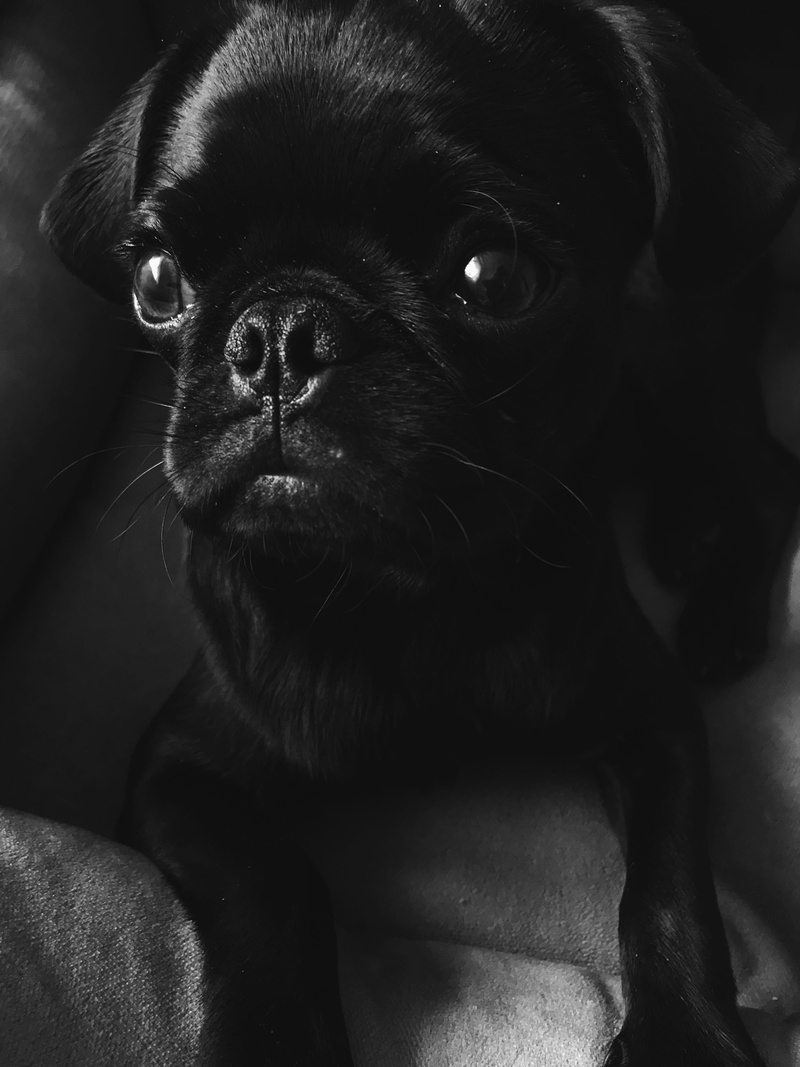 pug, animal head, snout, kharkiv, domestic, whisker, indoors, no people, pets, animal, domestic animals, lap dog, ukraine, animal themes, animal body part