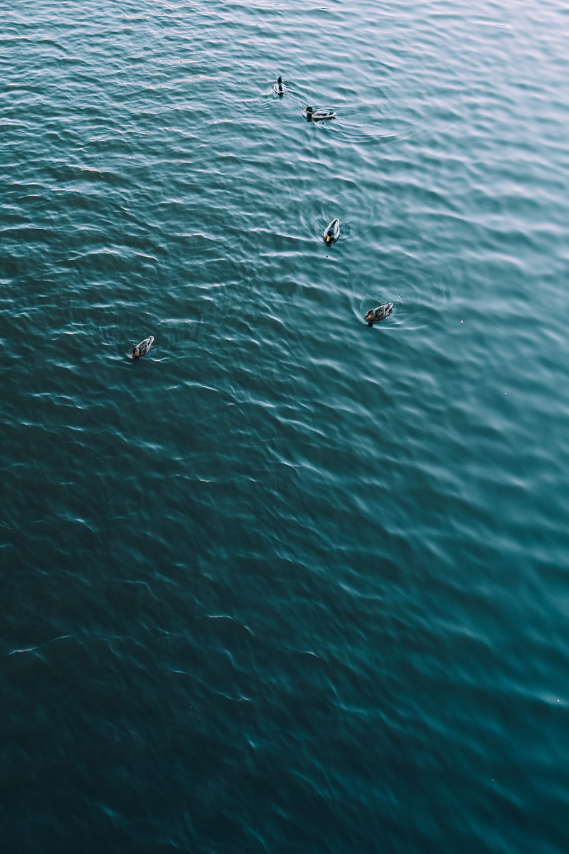 marine, ocean, ripple, swimming, birds, rippled, animal themes, day, body, sea life, kharkiv, animals in the wild, waterfront, vertebrate, herring, beauty in nature