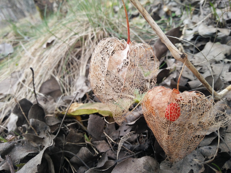 physalis, field, dried, food and drink, leaf, food, kharkiv oblast, land, vulnerability, high angle view, nature, plant part, plant, growth, no people
