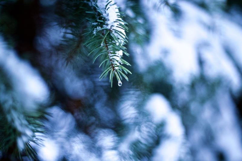 ukraine, droplet, nature, cold temperature, winter, snow, plant, leaf, beauty in nature, coniferous tree, outdoors, no people, tree, kharkiv, 5K, fir tree