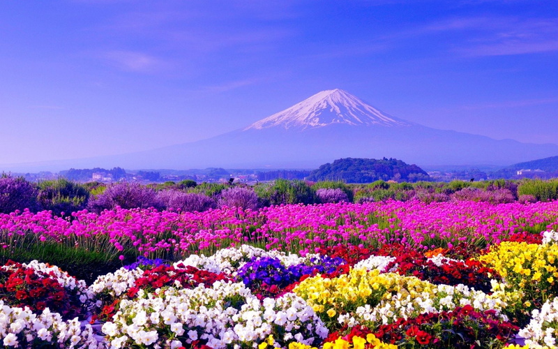 plant, Flower, flowering plant, Mount Fuji, blossom, beauty in nature, 1080P, flower arrangement, Earth, sky, Volcanoes, mountain peak, outdoors, scenics - nature