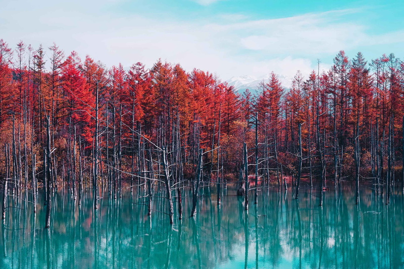 Tree, Earth, Pond, Fall, 2K, Japan, Hokkaido