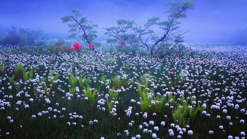 Earth, Flowers, Japan, White Flower, Fog, 1080P, Flower