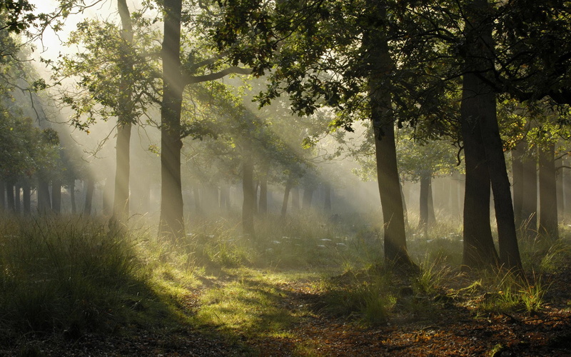 Tree, Path, Japan, Fog, Earth, Sunbeam, Forest, 1080P