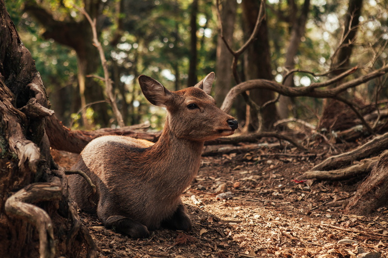 photography, one animal, mammal, nature, branch, forest, animal themes, japan, fall, sat, 5K, day, relax, nara, focus, outdoors, animal, land, plant, fur