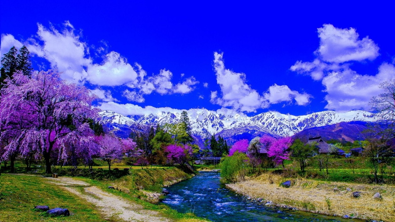 cherry blossom, Earth, Purple, land, sky, environment, grass, scenics - nature, Photography, no people, 1080P, water, beauty in nature, Snow, plant, outdoors
