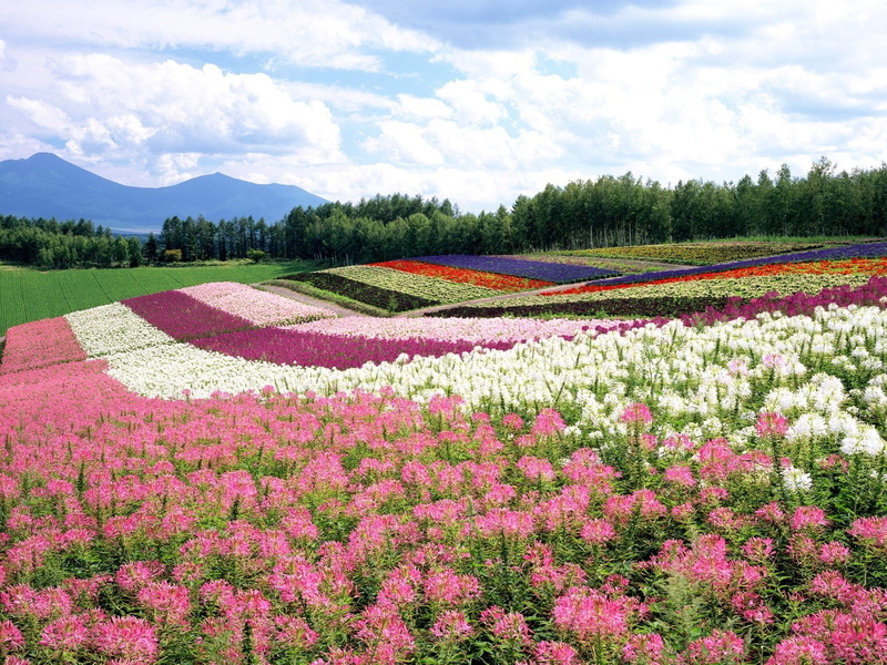 720P, vulnerability, flowerbed, flower head, beauty in nature, springtime, tranquility, Landscape, day, field, nature, cloud - sky, Earth, environment