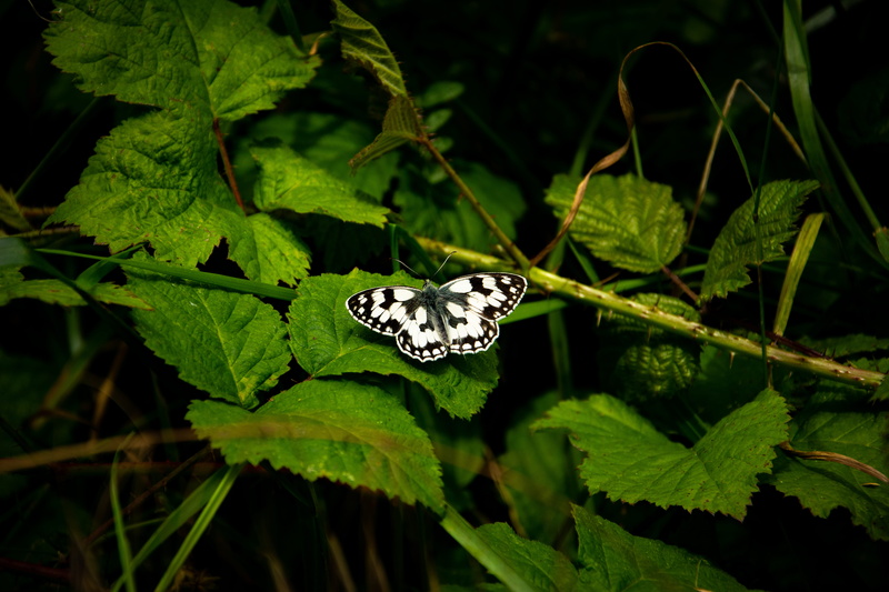 5K, day, green color, animal themes, animal wildlife, plant, insect, beauty in nature, outdoors, butterfly, butterfly - insect, forest, green, no people