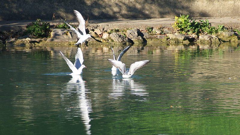 spread wings, animals in the wild, lagny-sur-marne, waterfront, france, seagulls, beauty in nature, outdoors, mouettes, animal wildlife, water, day, nature