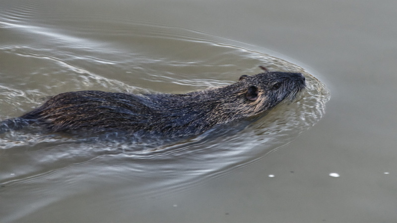 sea life, animal body part, ripple, 5K, sea, one animal, droplet, wildlife, swimming, whisker, 10 allée des berges, mammal, nature, porcupine, france