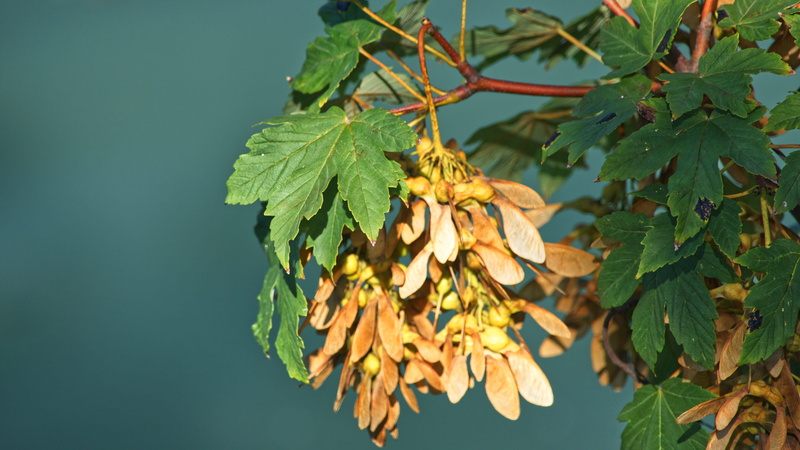hanging, 5K, ripe, produce, outdoors, tree trunk, veins, maple, no people, acanthaceae, blossom, tree, nature, green color, fragility, leaf, freshness