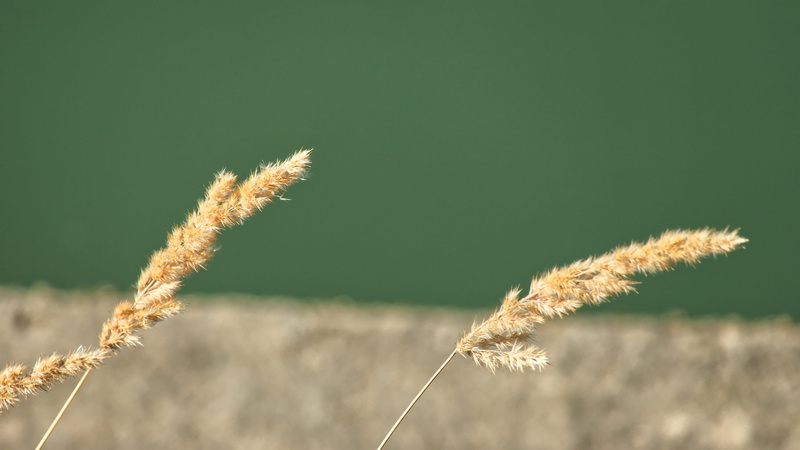 grass, 5K, field, no people, plant, close-up, growth, tranquility, outdoors, copy space, landscape, tranquil scene, lagny-sur-marne, epis, cereal plant