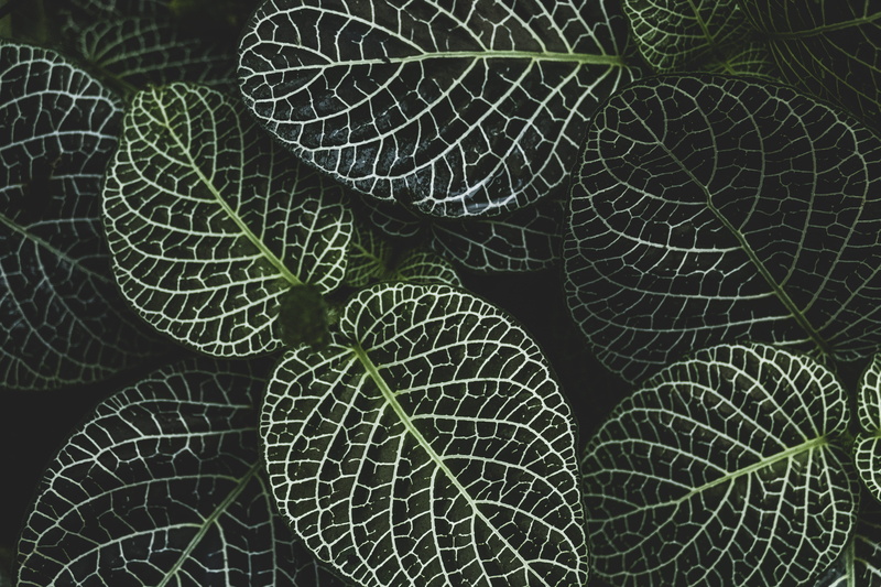 beauty in nature, leaf vein, focus, leaf, botany, natural pattern, growth, green color, photography, day, full frame, leaves, freshness, backgrounds, plant