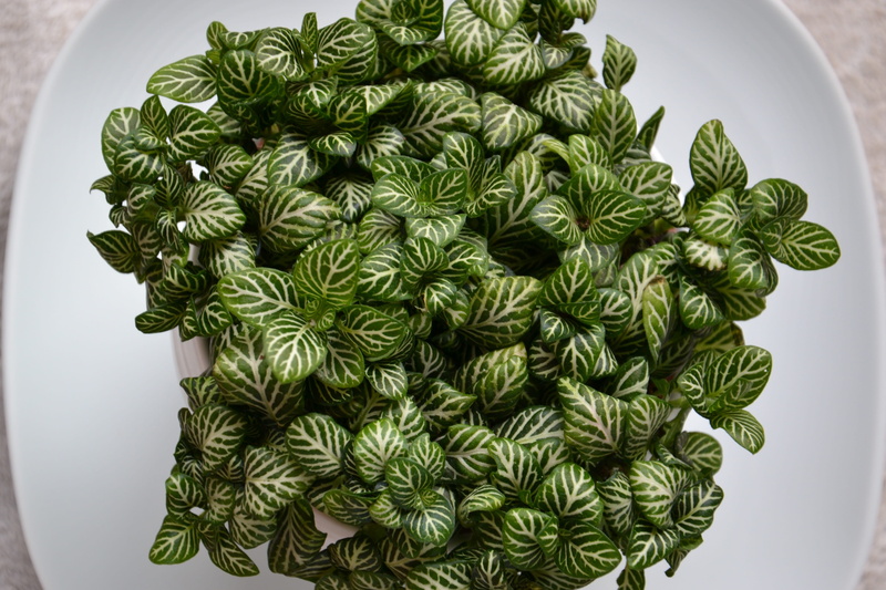 green color, fittonia, no people, plant part, creativity, herb, floral pattern, houseplant, freshness, studio shot, green, indoors, 4K, directly above