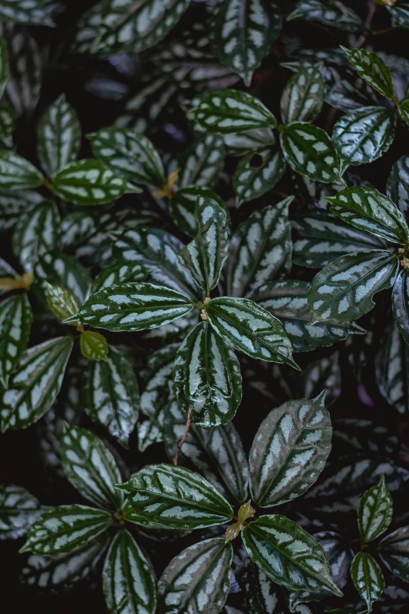 garden, outdoors, high angle view, growth, green, directly above, herb, nature, fittonia, focus, no people, selective, day, beauty in nature, full frame