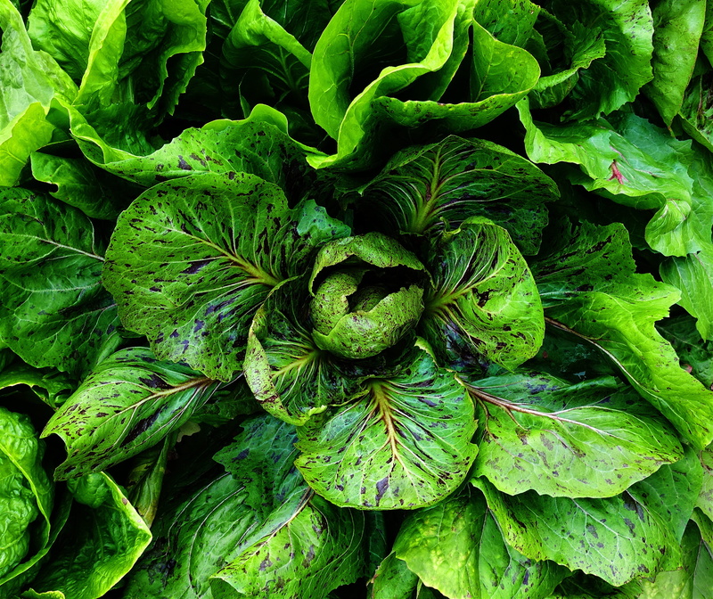 vegetarian, crop, root, close-up, foliage, directly above, harvest, beauty in nature, food, backgrounds, nature, freshness, farm, green color, plant part