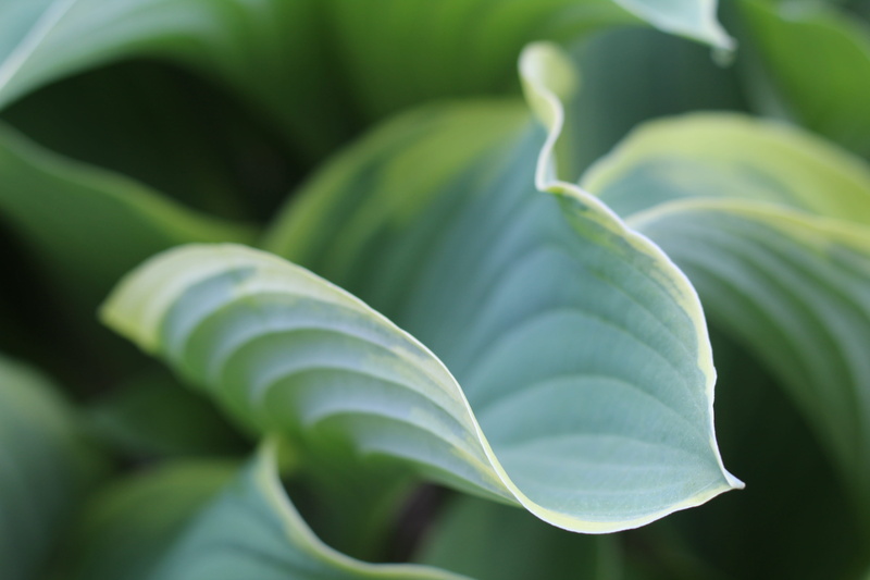 nature, healthy eating, hosta, green, full frame, background, no people, variegated, plant part, beauty in nature, foliage, outdoors, hosta leaf, flora