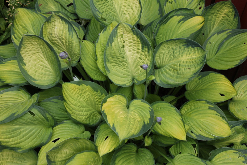 botanical, green, hardy, 2 toned, two toned, leaves, flora, bud, plant part, flower, day, bloom, vegetable, no people, abundance, shade, foliage, directly above