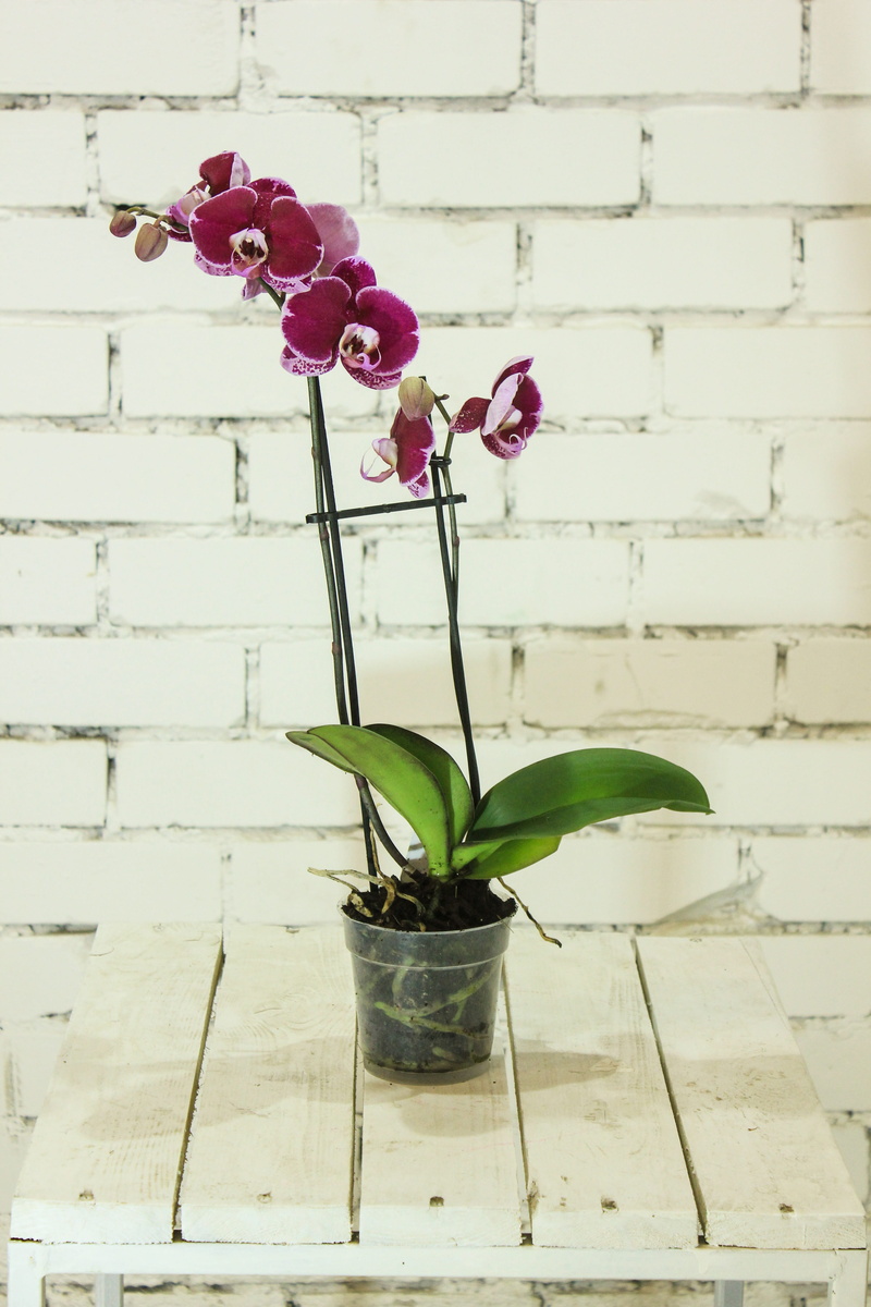 flower orchid, flower, no people, plant stem, wall, houseplant, flower head, beauty in nature, close-up, vase, falinopsis, variegated leaves, flowering plant