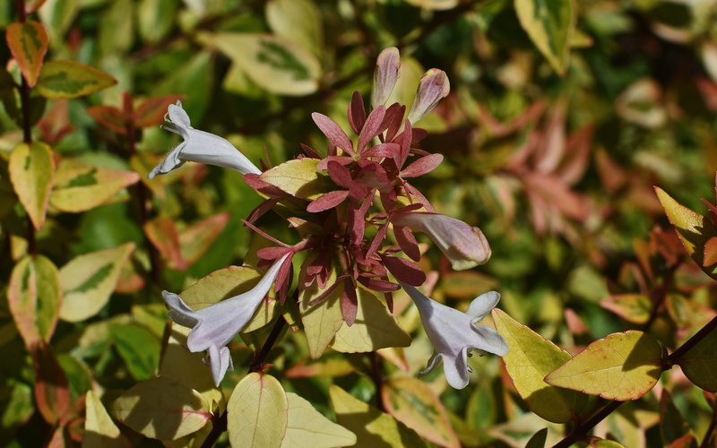 garden, Variegated, vulnerability, variegated foliage, growth, plant, green color, outdoors, freshness, fragility, red, Abelia, bloom, leaves, petal, leaf