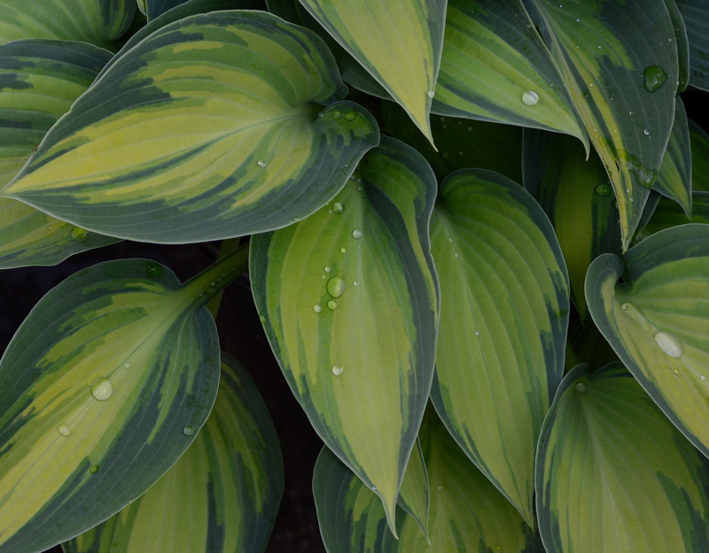 green color, raindrops, leaves, plant, growth, droplet, nature, variegated, 4K, tardinia june, plant part, flowering plant, hosta, wet, fragility, freshness