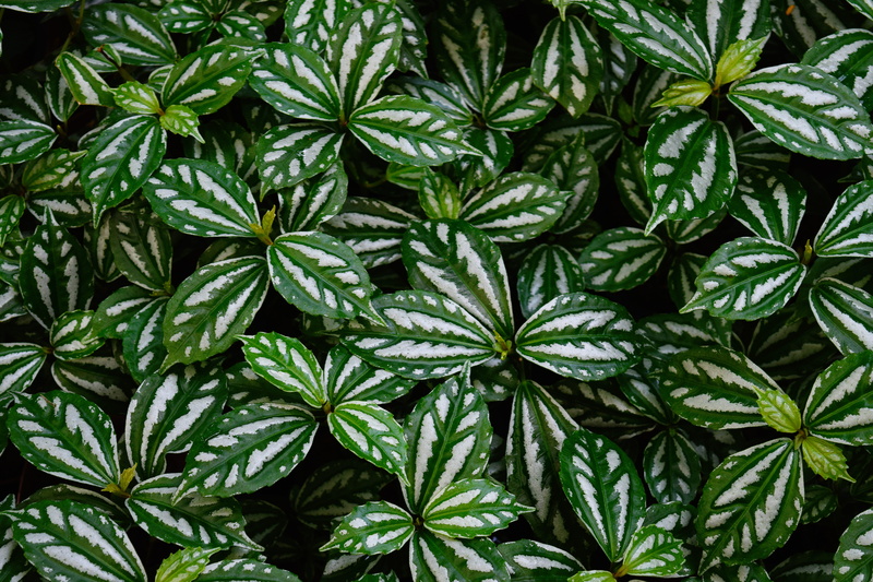 leaves, botanical, beauty in nature, green color, no people, variegated, food and drink, narcotic, cannabis plant, plant, outdoors, striped