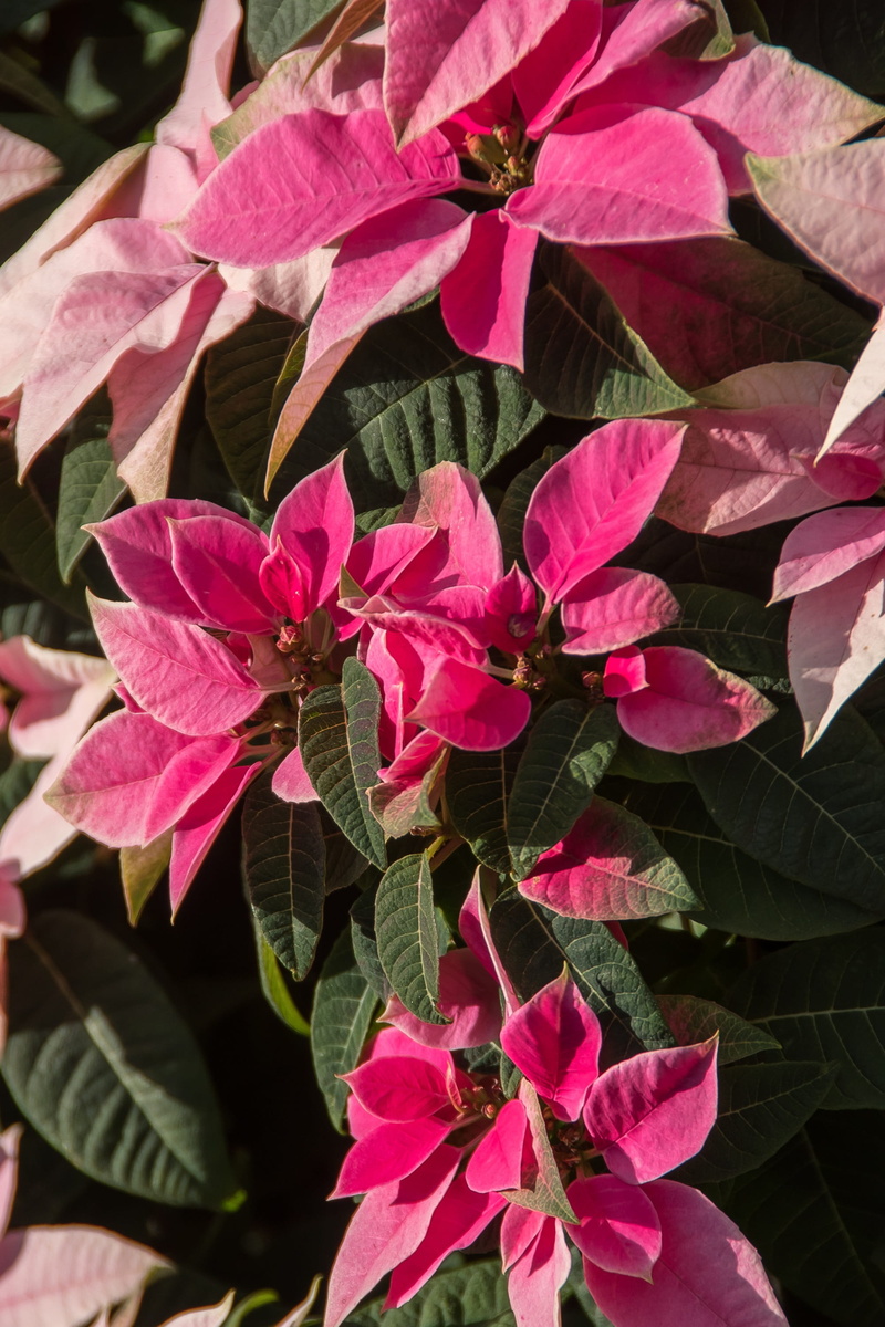 close-up, garden, christmas, white, pink, 2K, freshness, beauty in nature, sunny, bright, leaves, flowers, shrub, plant part, pink color, flower head