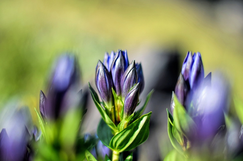 fragility, colors, chichewa live, wall paper, crocus, green color, green, fresh, environmental, spring flowers, outdoors, no people, vulnerability, great
