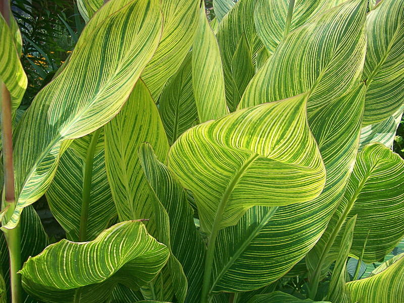 beauty in nature, leaves, tree, green, close-up, palm leaf, lush foliage, photography, tropical, botanical garden, canna, backgrounds, botany, exotic, full frame