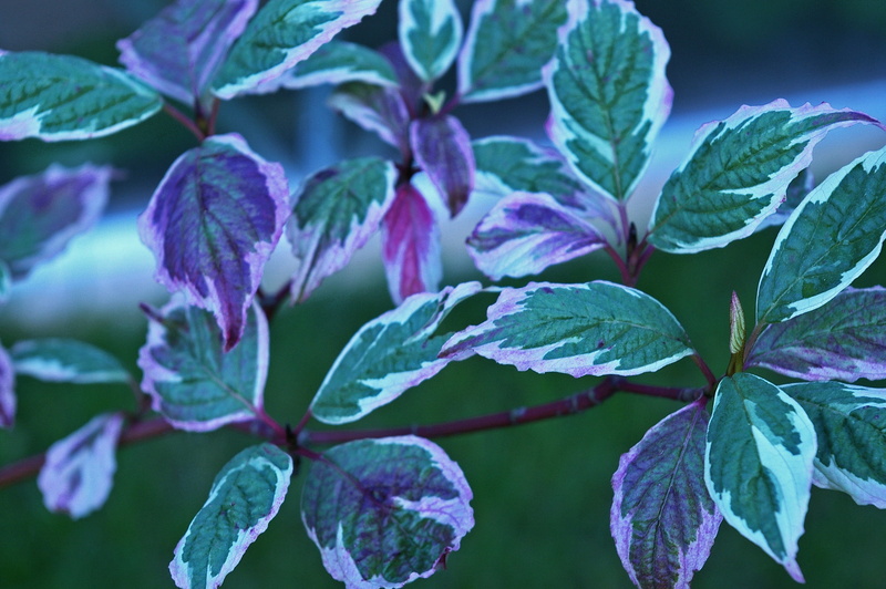 shrubs, purple, vulnerability, fragility, vegetable, plant part, garden, aesthetic, 2K, green color, no people, bunch of flowers, Bush, multi coloured
