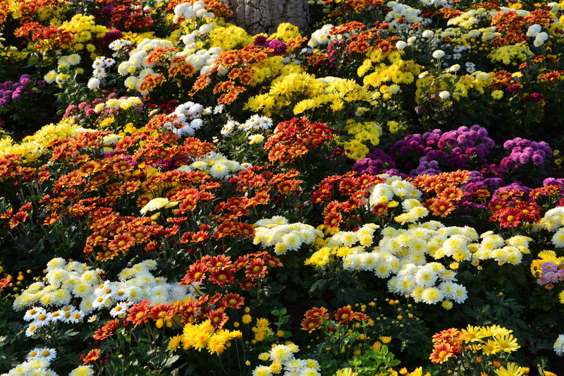 vivid color, bunch of flowers, macro chichewa, autumn, romantic, autumn flowers, choice, no people, macro, natural colors, variation, background, outdoors