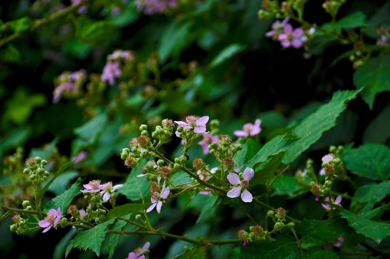 green, spring flowers, no people, freshness, pink, leaf, orange, flower, macro, plant, plant part, 4K, variegated leaves, violet, the leaves are, close-up