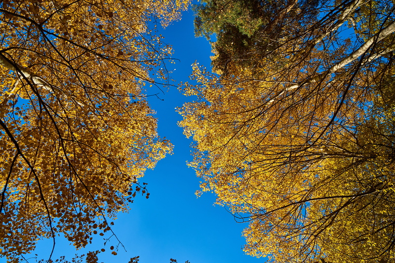leaves, 8K, nature, autumn, tranquility, tree canopy, background, plant, low angle view, current season, yellow, beauty in nature, branch, growth, color image